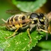 Wasp  by barrowlane