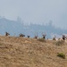 Rocky Mountain Elk by elatedpixie