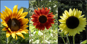 27th Aug 2016 - Sunflowers