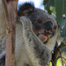 tongue curl by koalagardens