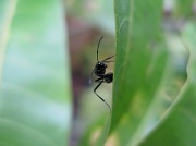 7th Feb 2010 - Ant on a leaf