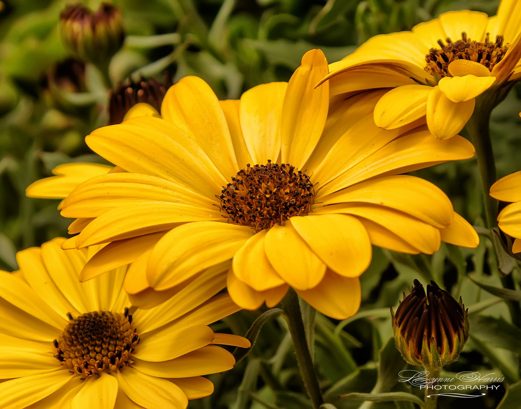 Colorado Flowers by lynne5477