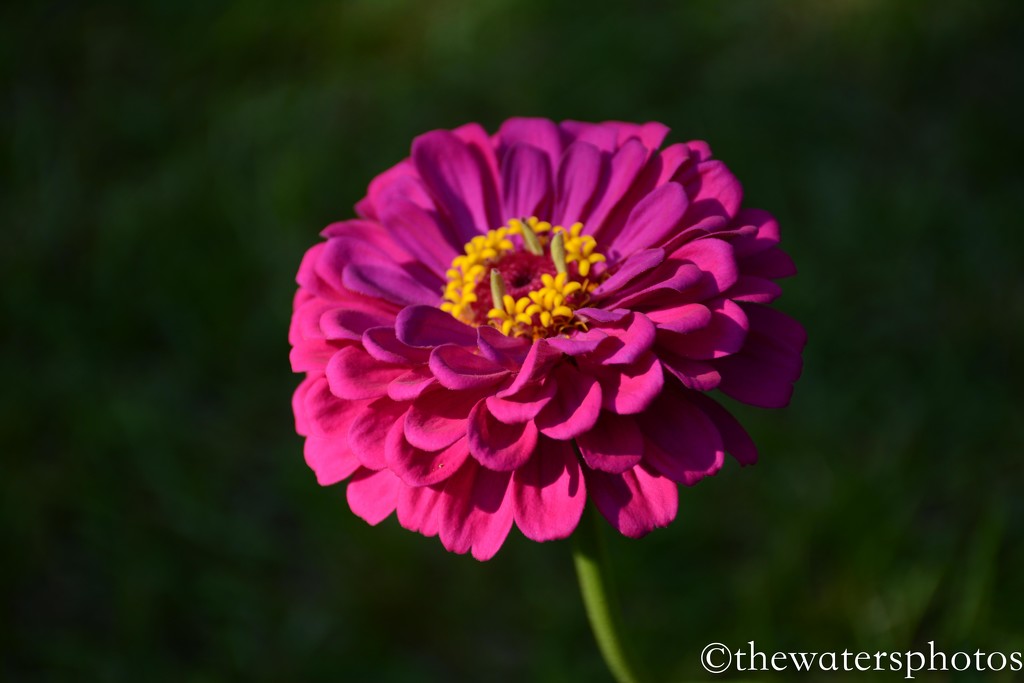 Zinnia by thewatersphotos