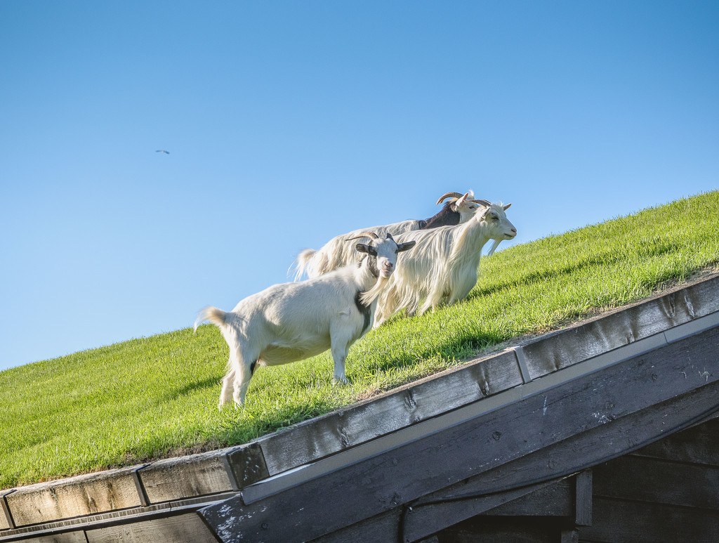 Goats on the Roof by rosiekerr