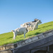 Goats on the Roof by rosiekerr