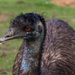 Emu by gosia