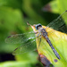 Blue Dasher after the rain by rhoing