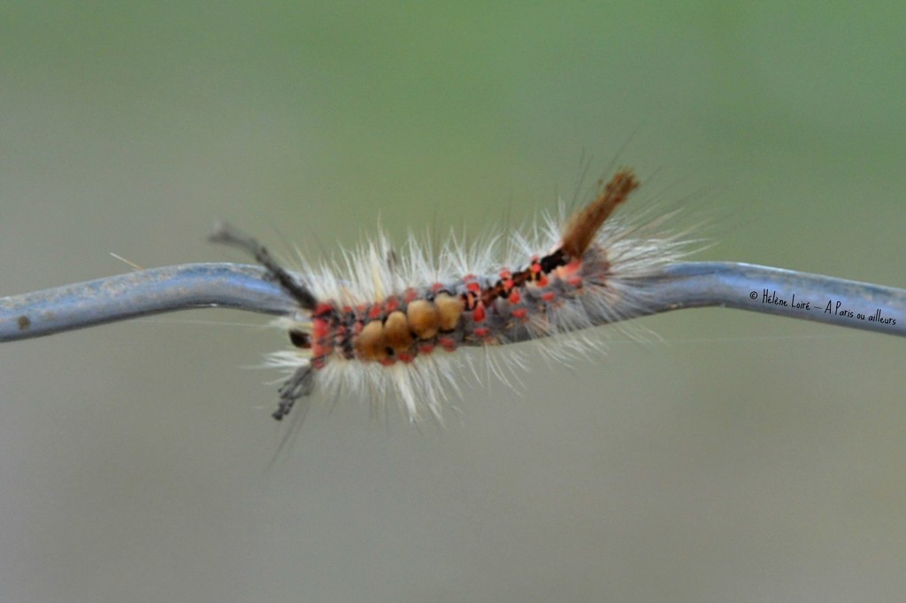 Caterpillar by parisouailleurs