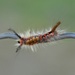 Caterpillar by parisouailleurs