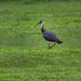 Straw-necked ibis by gosia