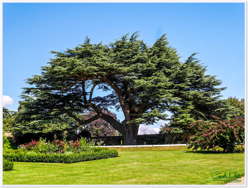 The Cedar Tree,Canons Ashby Gardens by carolmw