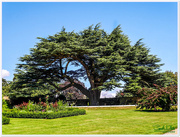 28th Aug 2016 - The Cedar Tree,Canons Ashby Gardens