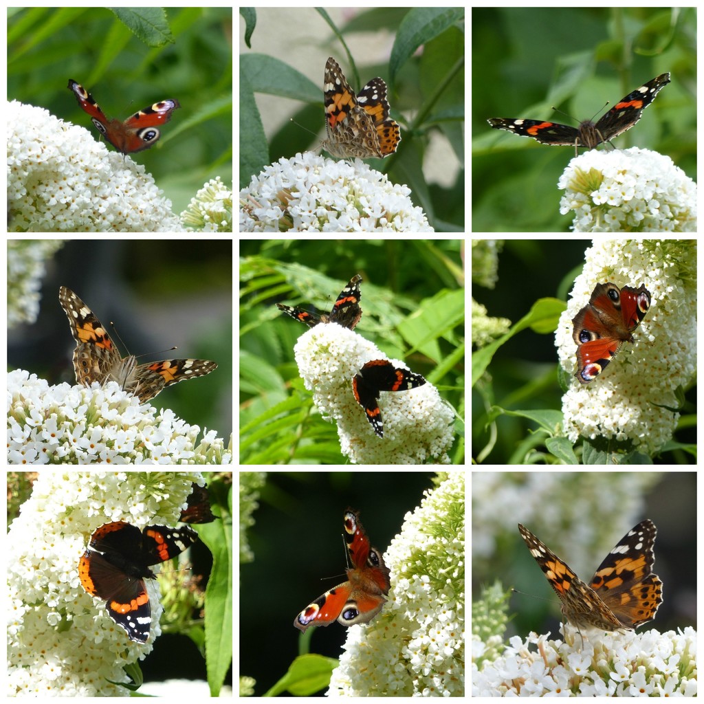  Butterflies by susiemc