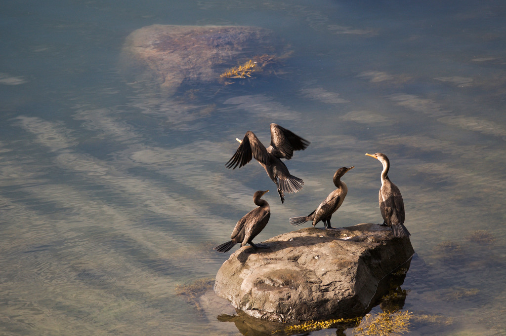 Cormorant Conversations by berelaxed