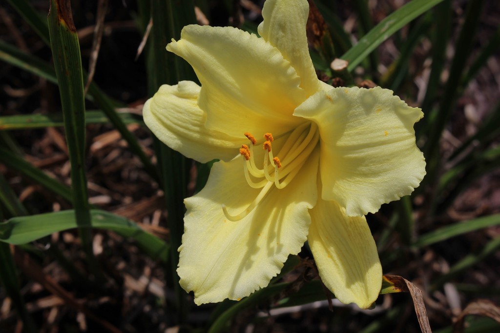 Yellow lily by mittens