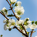 Plum Blossoms by seacreature