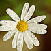 White Daisy with drops by elisasaeter