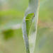 Eastern Tiger Swallow Tail Caterpillar! by fayefaye