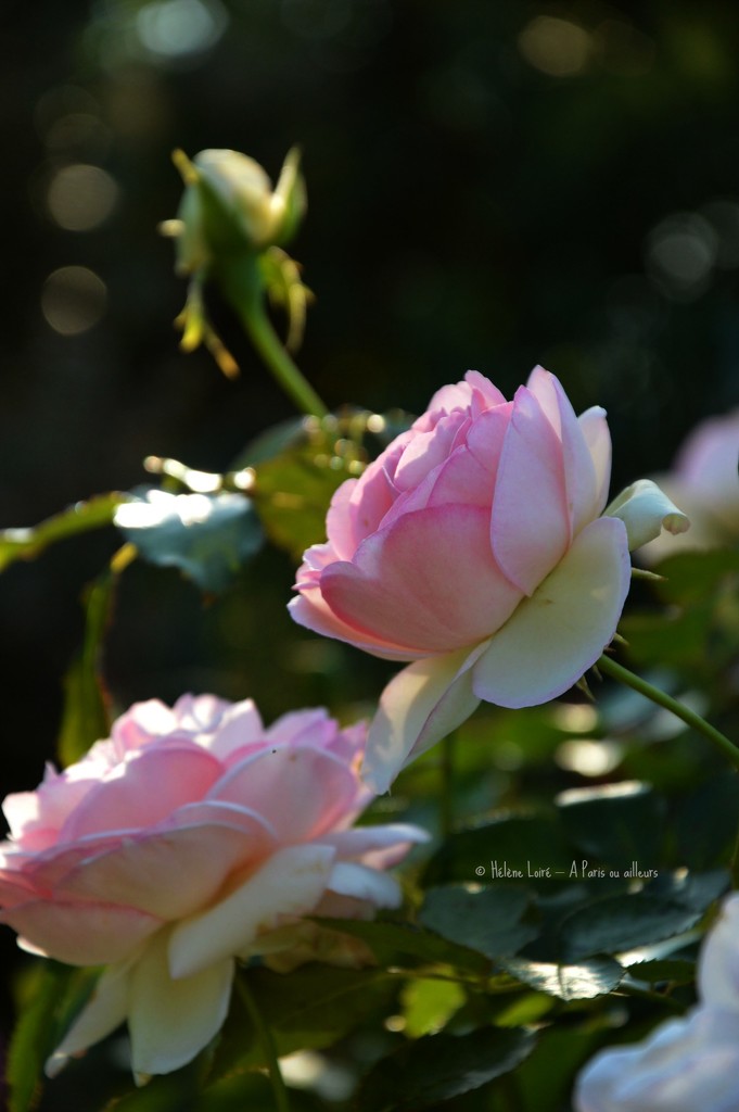 Roses by parisouailleurs