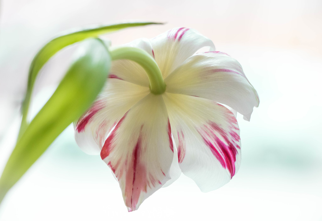 Fogotten Tulip by bokehdot