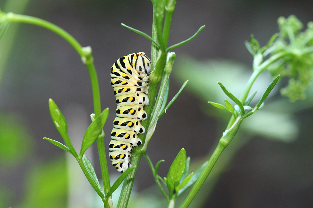 Black Swallowtail Caterpillar by falcon11