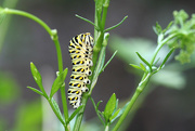 28th Aug 2016 - Black Swallowtail Caterpillar