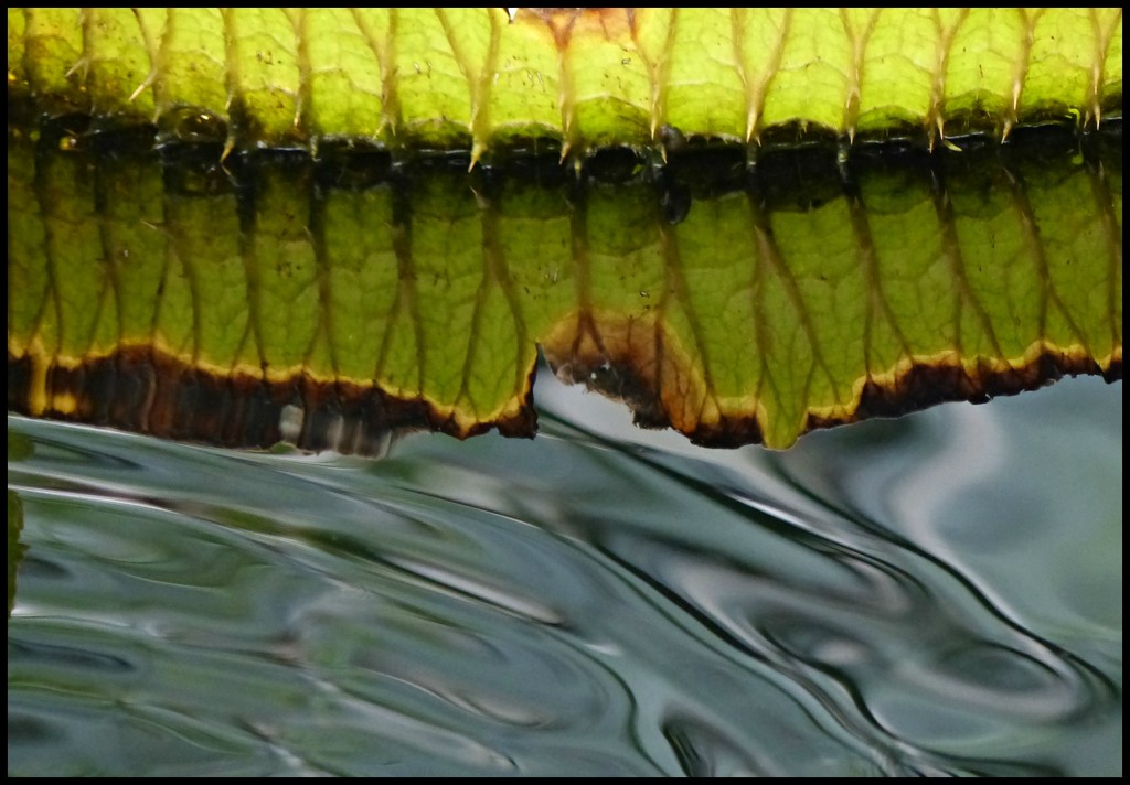 Edge of a giant water lily,  Kew Gardens.  by jokristina
