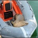 Dingy Sleeping Seal... by soylentgreenpics