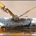 Butterfly Watering Hole... by soylentgreenpics