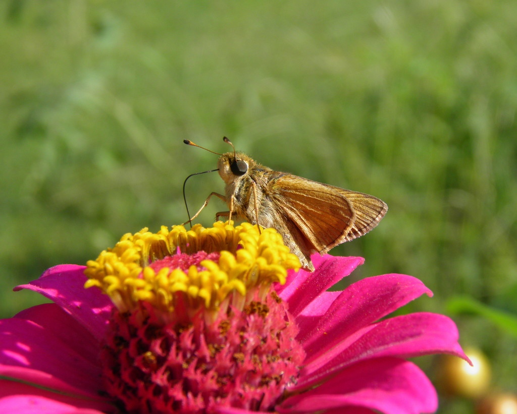 Skipper on the Flower Mountain by daisymiller