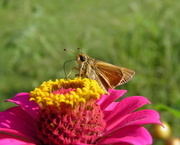 28th Aug 2016 - Skipper on the Flower Mountain