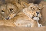 1st Jul 2016 - Let sleeping lions...