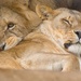 Let sleeping lions... by edpartridge