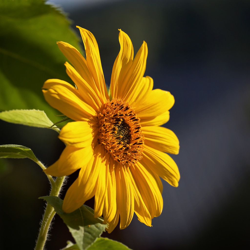 Sunflower by kiwichick