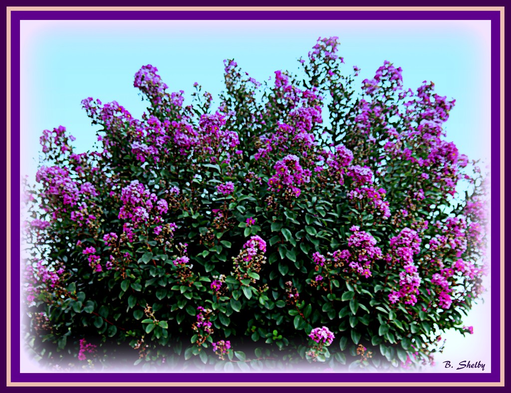 Purple Crepe Myrtle by vernabeth