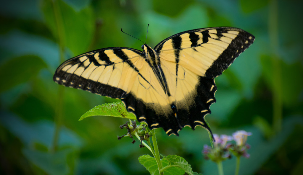 Another Eastern Tiger Swallowtail! by rickster549