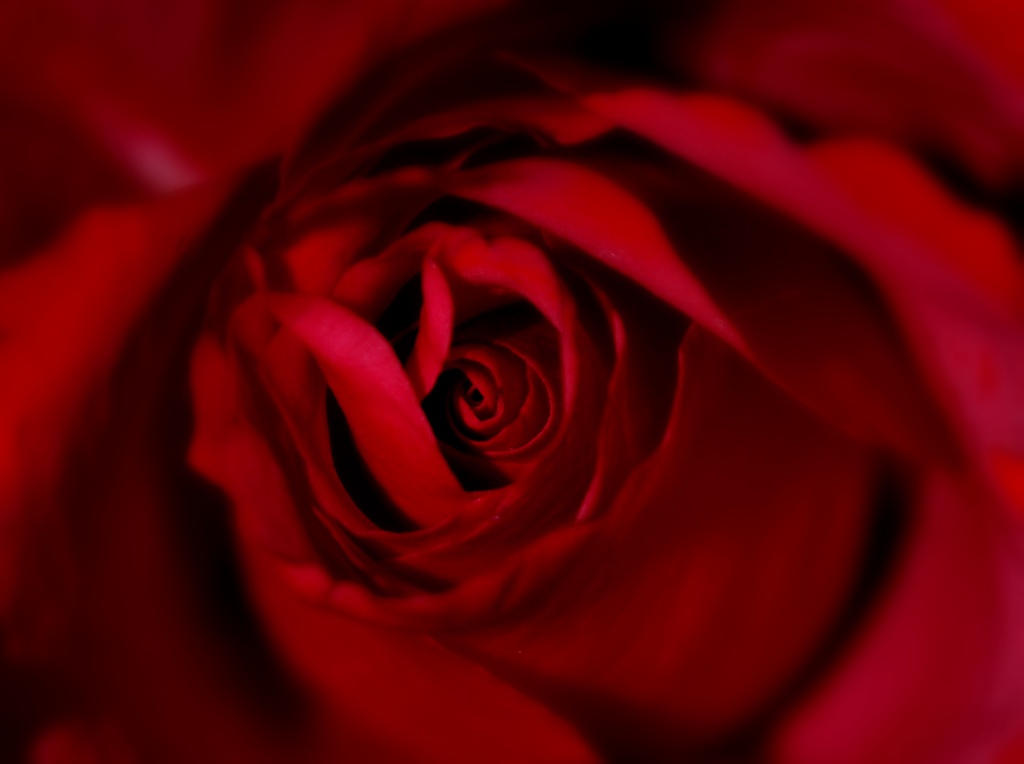 A Rose By Any Other Name... by andycoleborn