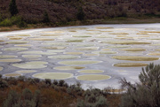 22nd Aug 2016 - Spotted Lake near Osoyoos