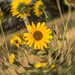sunflower icm by aecasey