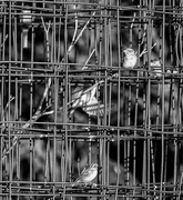 28th Aug 2016 - the cages we make