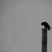 Raven by jetr