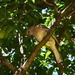 Female Satin Bower Bird ~ by happysnaps