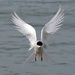 Angel wings - white fronted tern by maureenpp