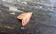 29th Aug 2016 - Moths of Brittany 19 .Rosy Footman