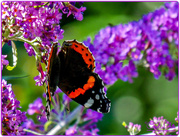 29th Aug 2016 - Red Admiral Butterfly