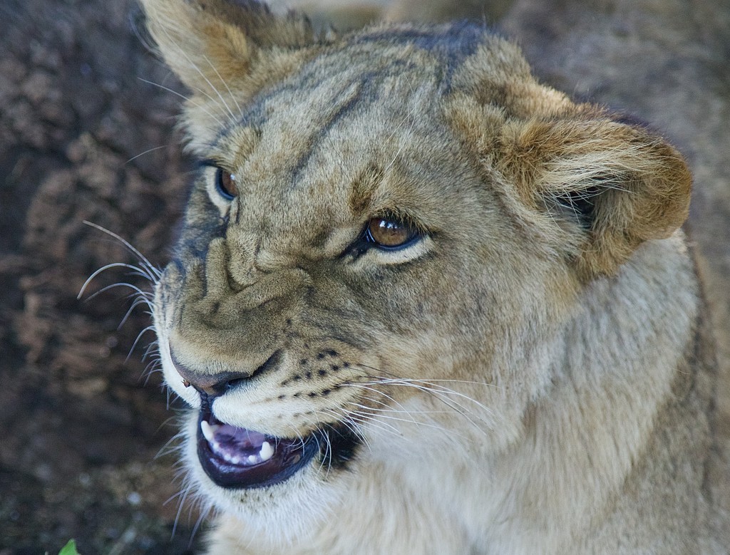 Lion Cub-Layla by padlock
