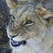 Lion Cub-Layla by padlock