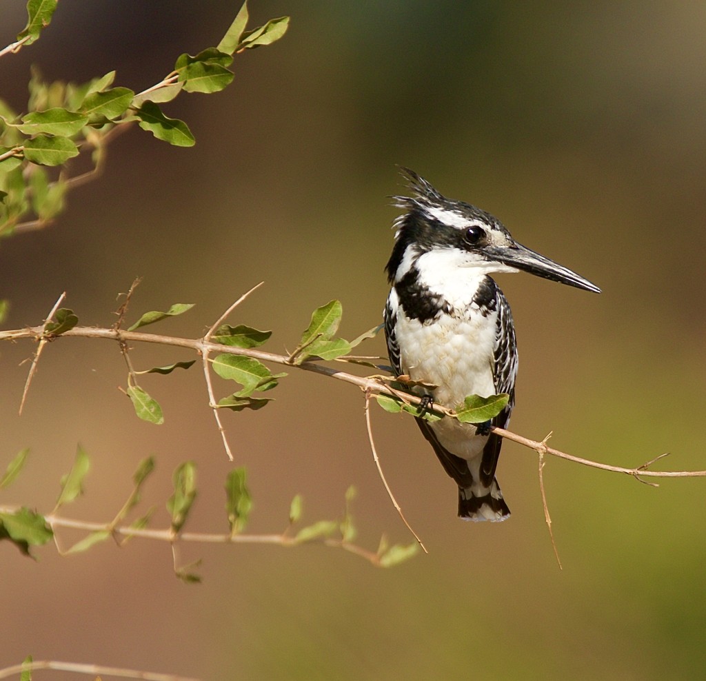 Pied Kingfisher by padlock