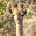 Baby Giraffe by padlock