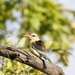 Brown Hooded Kingfisher by padlock